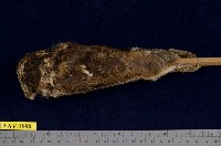 藏品(黃嘴角鴞)的圖片